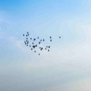 Fliegende Tauben