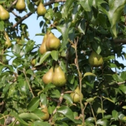 Birne als Märchensymbol: Birnbaum mit Birnen