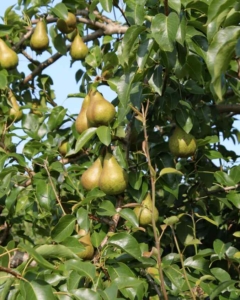 Birne als Märchensymbol: Birnbaum mit Birnen