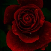 Dunkelrote Rose