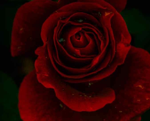 Dunkelrote Rose