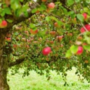Apfel als Märchensymbol. Ein Apfelbaum mit reifen Äpfeln.