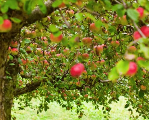 Apfel als Märchensymbol. Ein Apfelbaum mit reifen Äpfeln.
