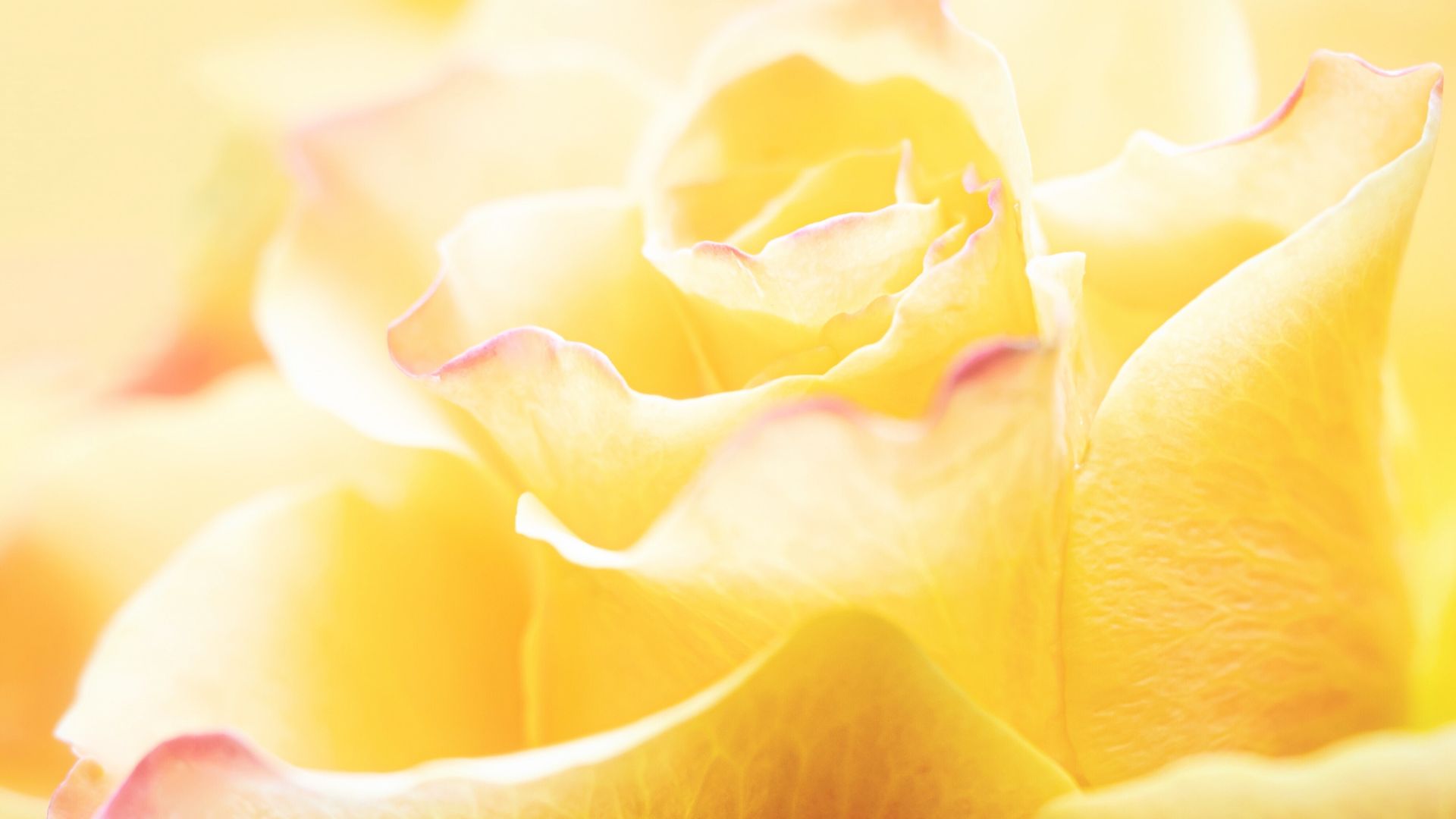 Eine gelbe Rose