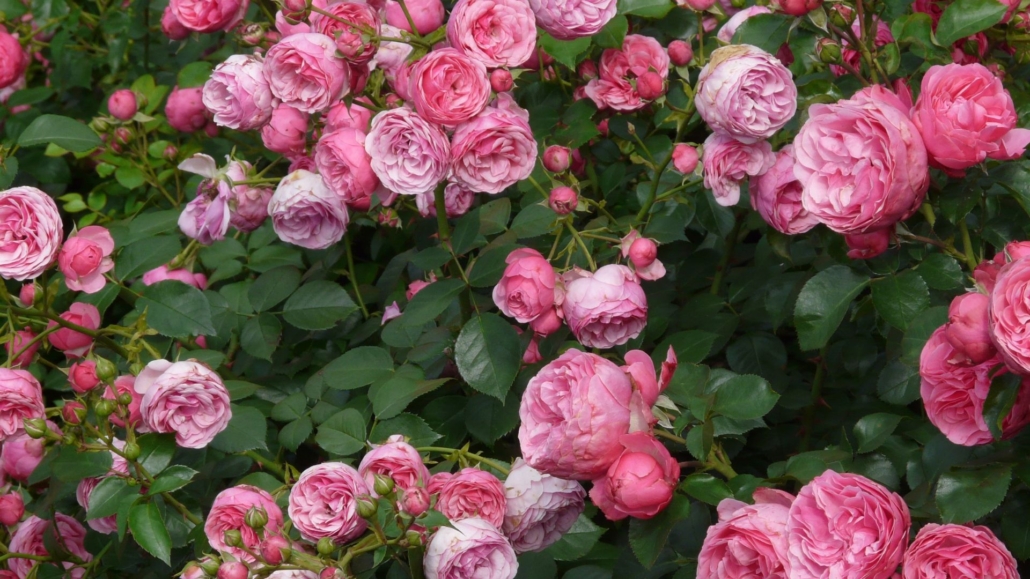 Eine Rosenhecke