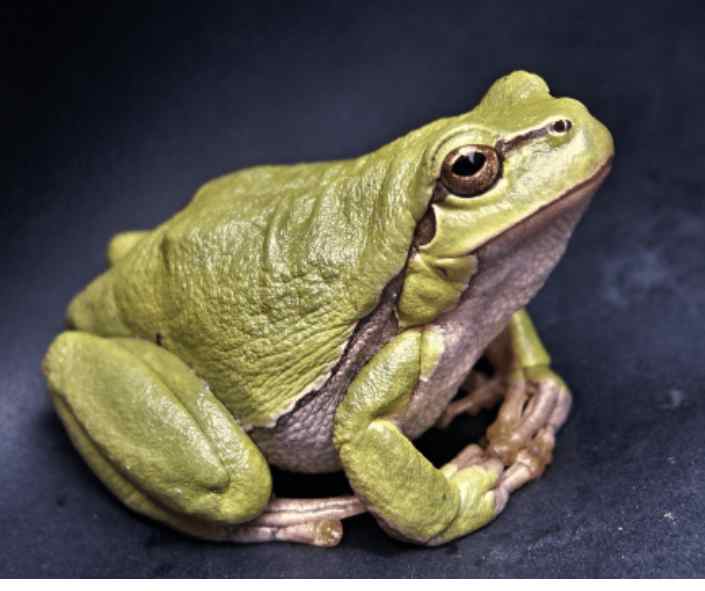 Grüner Frosch
