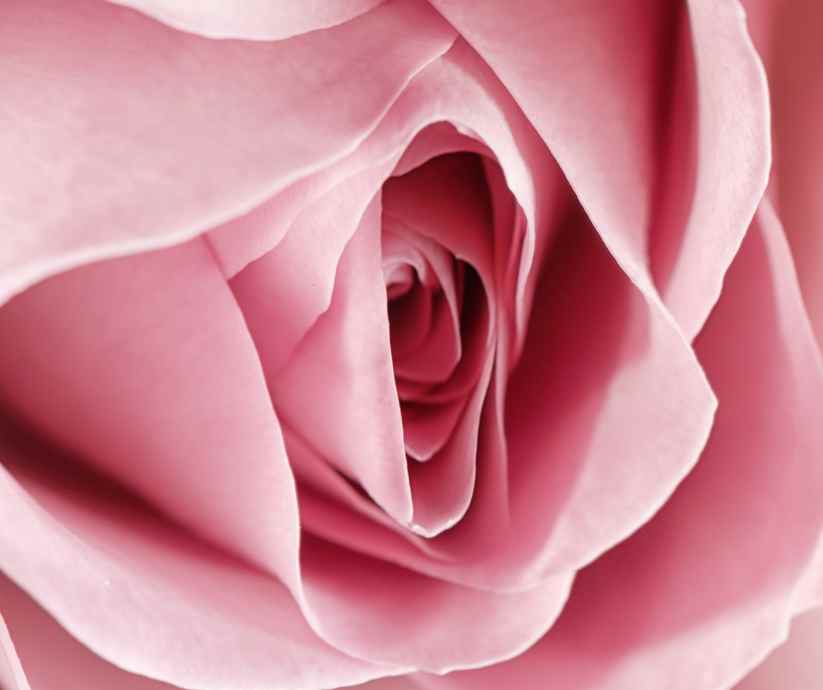 Rosa Rose
