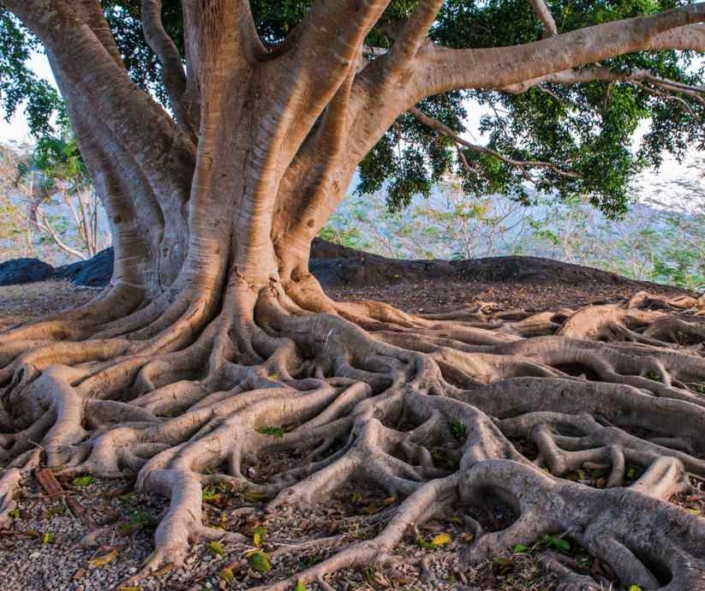 Ein starker Baum mit festen Wurzeln