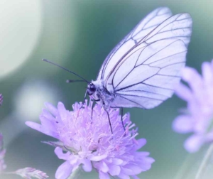 Ein hellblauer Schmetterling