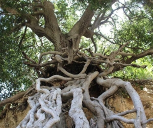 Mutter-Erde-als-Goettin Ein Baum mit starken Wurzeln