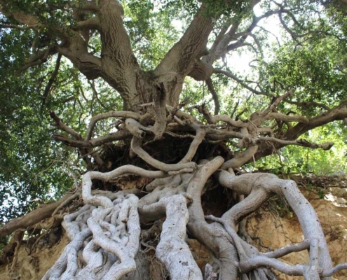 Ein Baum mit starken Wurzeln
