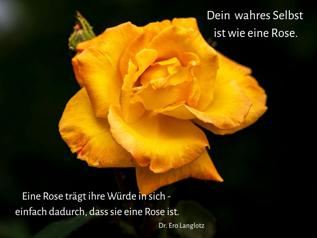 Dein wahresSelbst ist wie eine Rose Spruch: Dein wahres Selbst ist wie eine Rose. Eine Rose trägt ihre Würde in sich, einfach dadurch, dass sie eine Rose ist. Dr. Ero Langlotz Dazu eine gelbe Rose