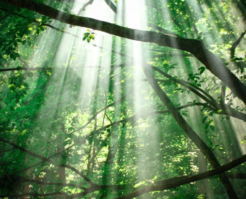 Ein Lichtstrahl fällt durch einen Baum