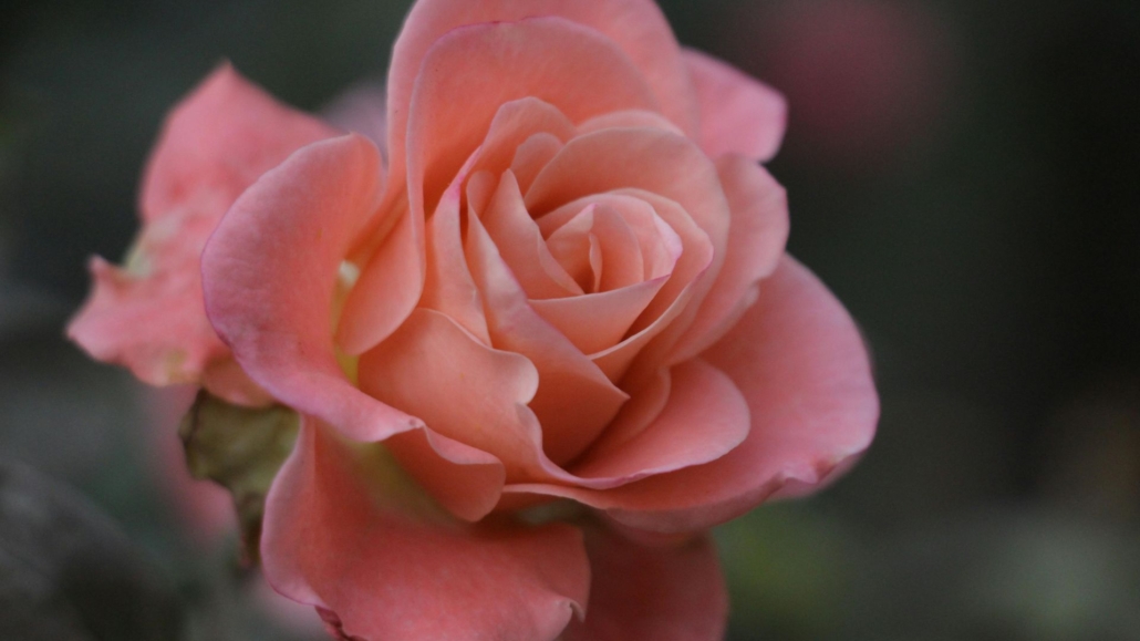 Rosa Rose
