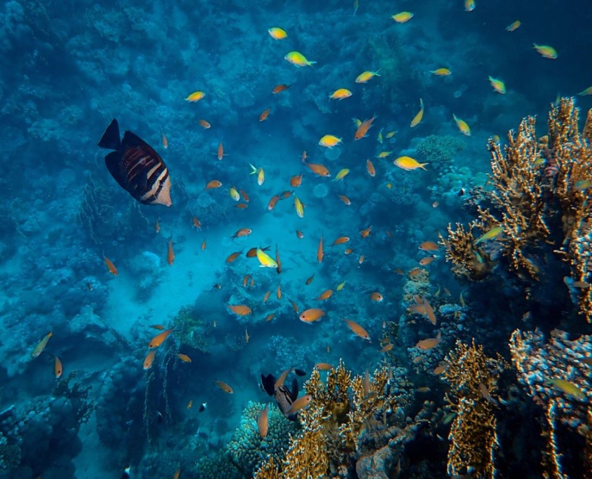 Ein Fisch ttaucht in die Tiefsee hinab.