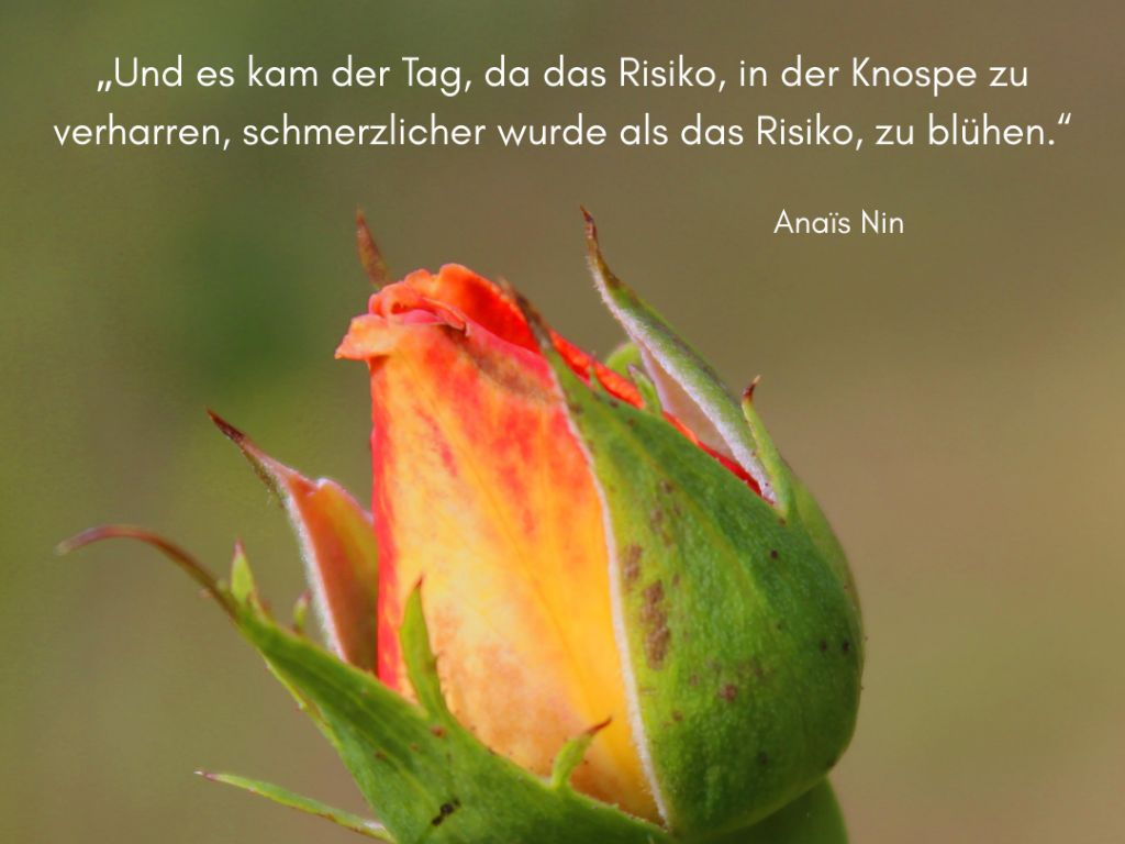 anais Nin Und es kam der Tag, an dem das Risiko, in der Knospe zu verharren schmerzlicher wurde als das Risiko zu erblühen. Anais Nin Dazu eine Rosenknopse