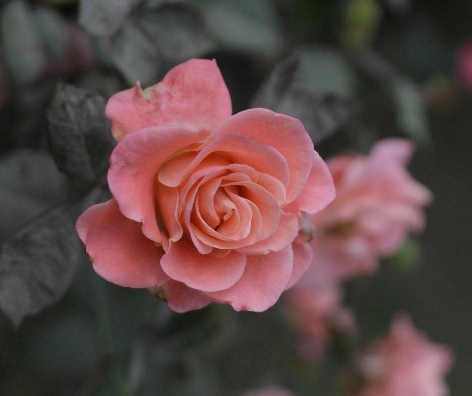 Rosa Rose